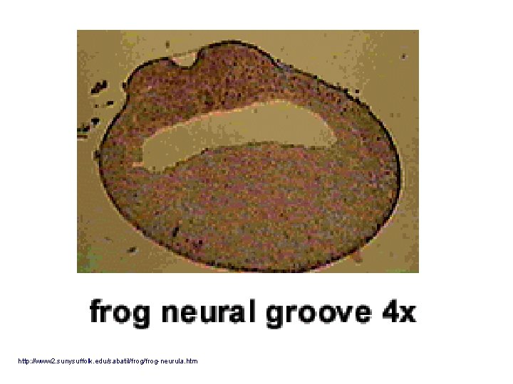 http: //www 2. sunysuffolk. edu/sabatil/frog-neurula. htm 