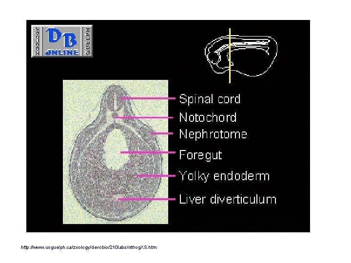 http: //www. uoguelph. ca/zoology/devobio/210 labs/ntfrog. XS. htm 