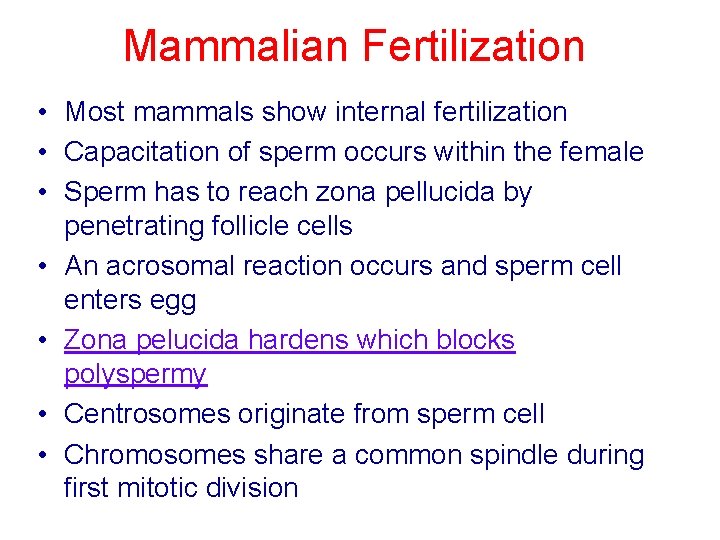 Mammalian Fertilization • Most mammals show internal fertilization • Capacitation of sperm occurs within