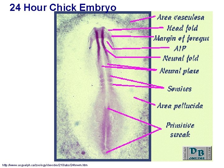 24 Hour Chick Embryo http: //www. uoguelph. ca/zoology/devobio/210 labs/24 hrwm. htm 