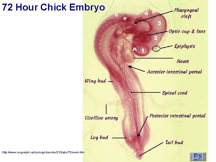 72 Hour Chick Embryo http: //www. uoguelph. ca/zoology/devobio/210 labs/72 hrwm. htm 