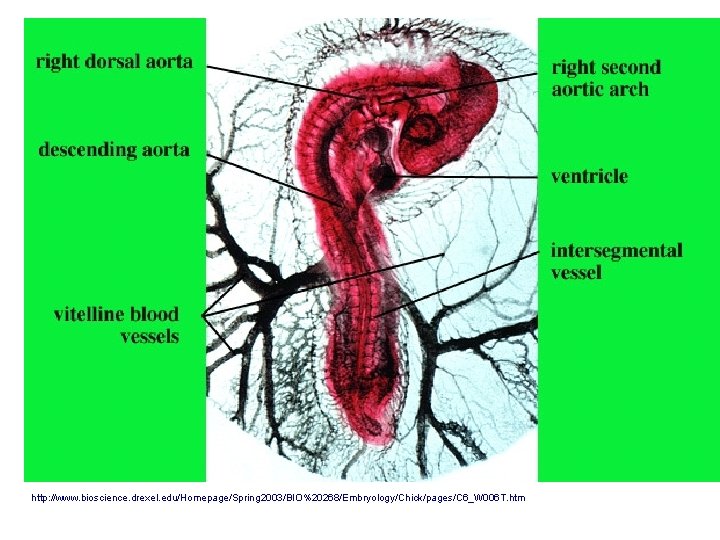 http: //www. bioscience. drexel. edu/Homepage/Spring 2003/BIO%20268/Embryology/Chick/pages/C 6_W 006 T. htm 