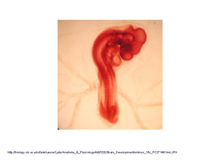 http: //biology. clc. uc. edu/fankhauser/Labs/Anatomy_&_Physiology/A&P 202/Brain_Development/embryo_15 x_PC 271481 md. JPG 