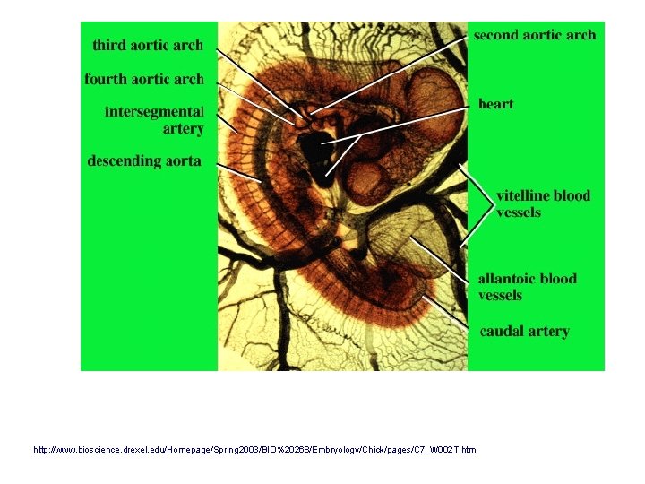 http: //www. bioscience. drexel. edu/Homepage/Spring 2003/BIO%20268/Embryology/Chick/pages/C 7_W 002 T. htm 