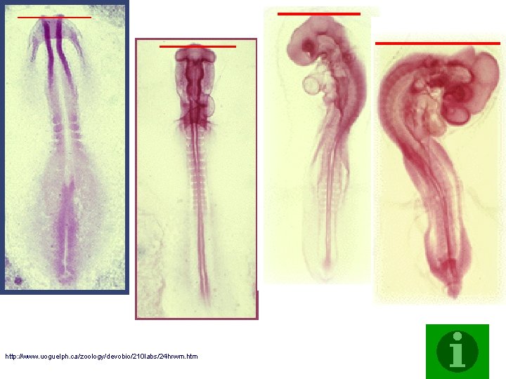 http: //www. uoguelph. ca/zoology/devobio/210 labs/24 hrwm. htm 