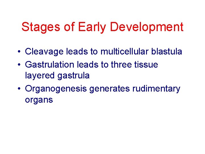 Stages of Early Development • Cleavage leads to multicellular blastula • Gastrulation leads to