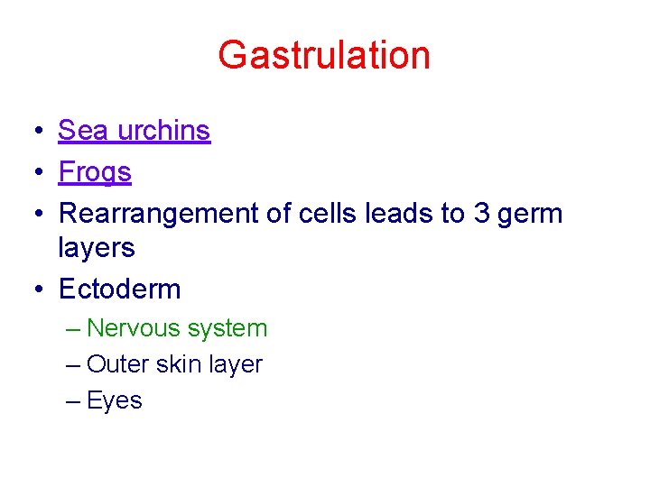Gastrulation • Sea urchins • Frogs • Rearrangement of cells leads to 3 germ