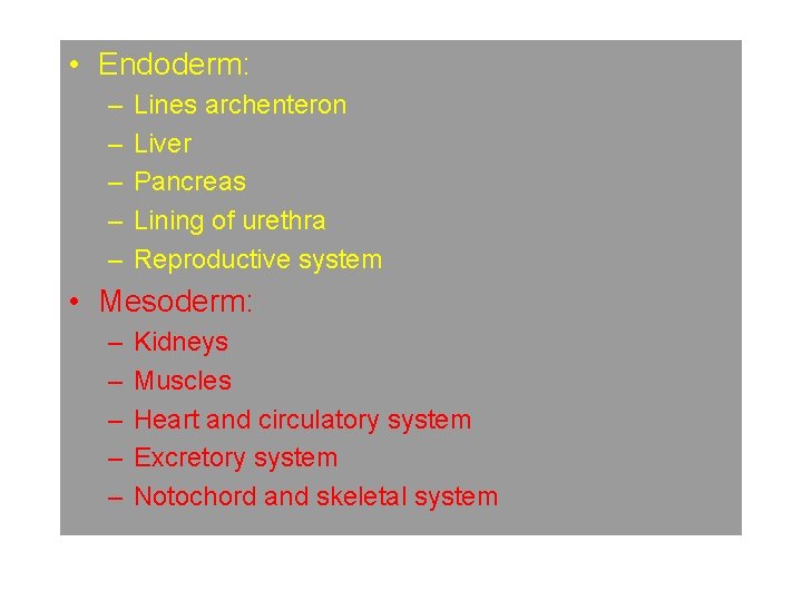  • Endoderm: – – – Lines archenteron Liver Pancreas Lining of urethra Reproductive