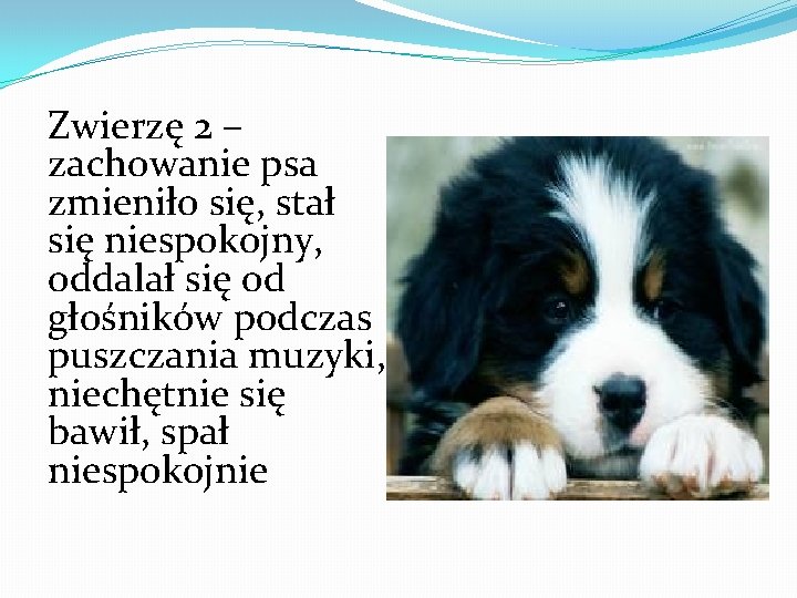 Zwierzę 2 – zachowanie psa zmieniło się, stał się niespokojny, oddalał się od głośników Zwierzę 2 – zachowanie psa zmieniło się, stał się niespokojny, oddalał się od głośników