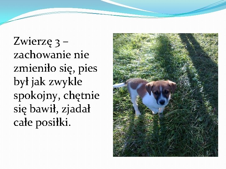 Zwierzę 3 – zachowanie zmieniło się, pies był jak zwykle spokojny, chętnie się bawił,