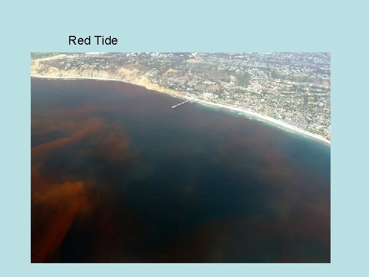 Red Tide 