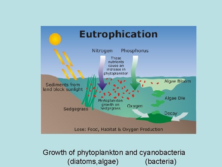 Growth of phytoplankton and cyanobacteria (diatoms, algae) (bacteria) 