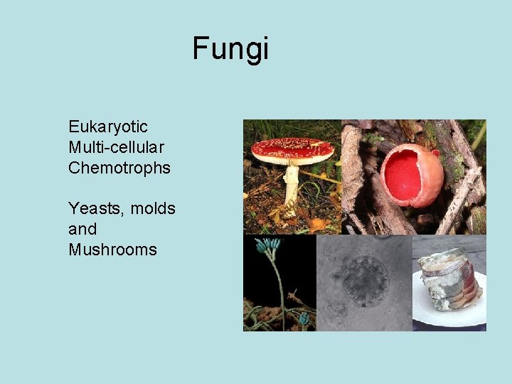 Fungi Eukaryotic Multi-cellular Chemotrophs Yeasts, molds and Mushrooms 