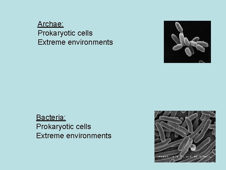 Archae: Prokaryotic cells Extreme environments Bacteria: Prokaryotic cells Extreme environments 