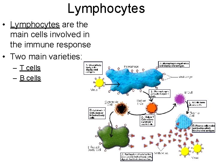 Lymphocytes • Lymphocytes are the main cells involved in the immune response • Two