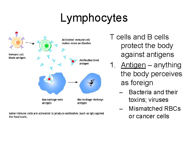 Lymphocytes T cells and B cells protect the body against antigens 1. Antigen –