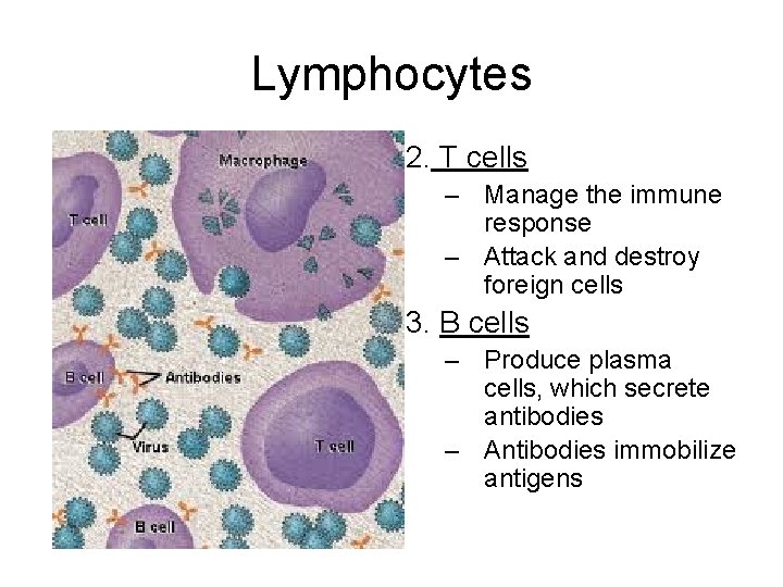 Lymphocytes 2. T cells – Manage the immune response – Attack and destroy foreign