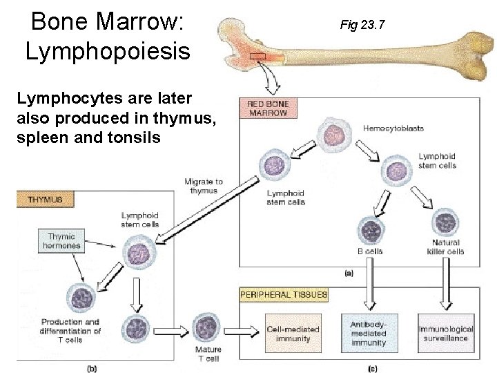 Bone Marrow: Lymphopoiesis Lymphocytes are later also produced in thymus, spleen and tonsils Fig