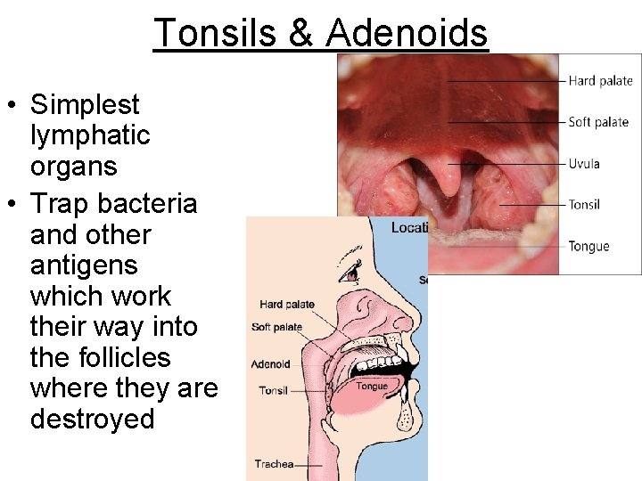 Tonsils & Adenoids • Simplest lymphatic organs • Trap bacteria and other antigens which