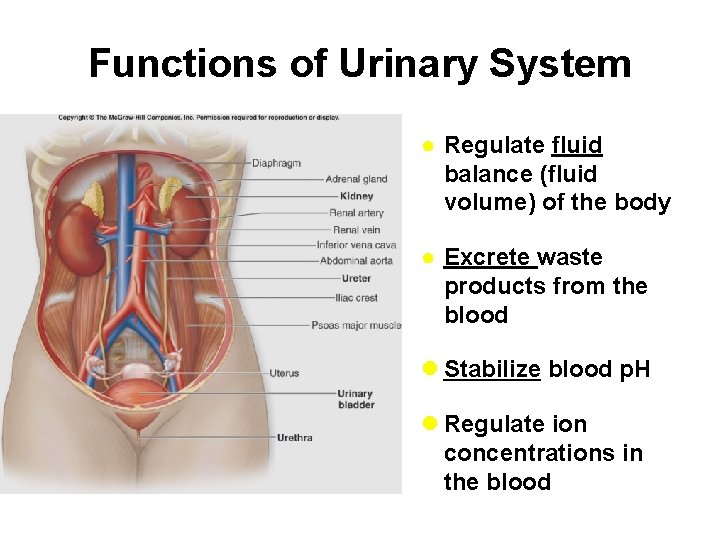 Functions of Urinary System ● Regulate fluid balance (fluid volume) of the body ●