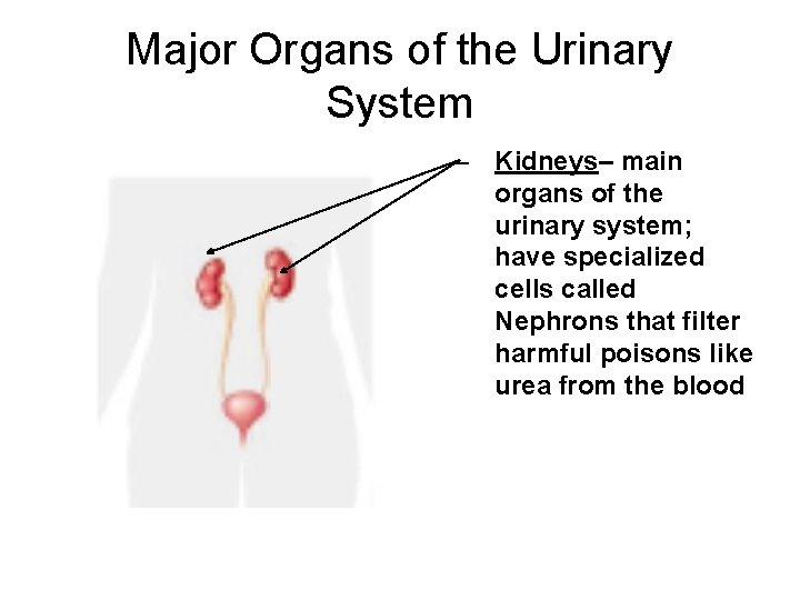 Major Organs of the Urinary System – Kidneys– main organs of the urinary system;