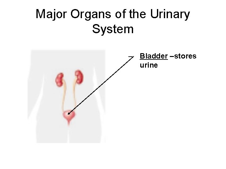 Major Organs of the Urinary System – Bladder –stores urine 