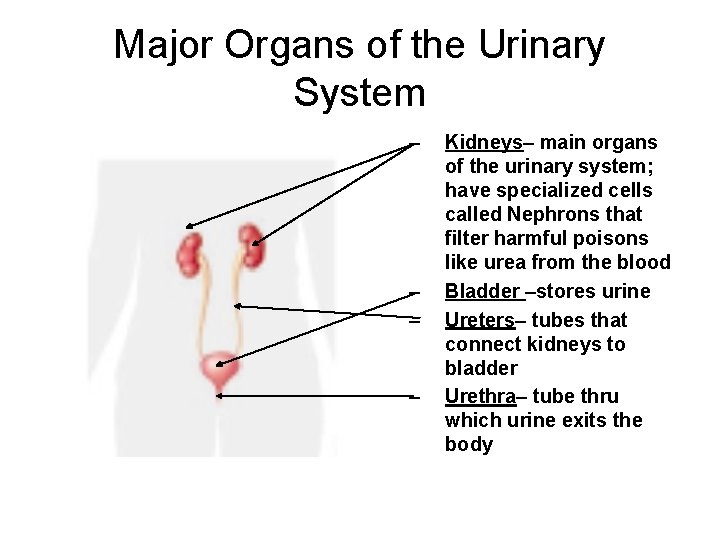 Major Organs of the Urinary System – – Kidneys– main organs of the urinary