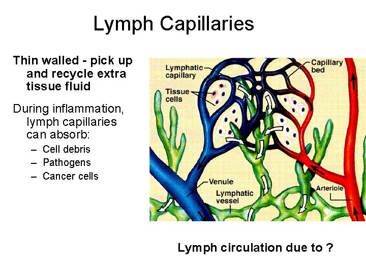 Lymph Capillaries Thin walled - pick up and recycle extra tissue fluid During inflammation,