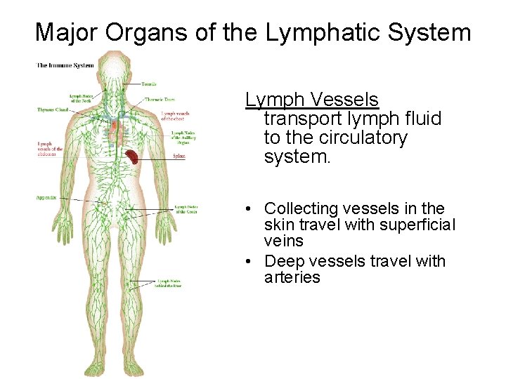 Major Organs of the Lymphatic System Lymph Vessels transport lymph fluid to the circulatory