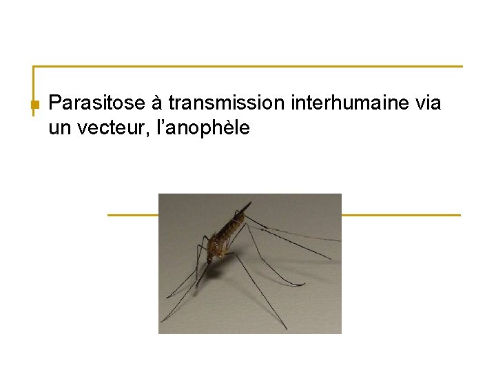 n Parasitose à transmission interhumaine via un vecteur, l’anophèle 