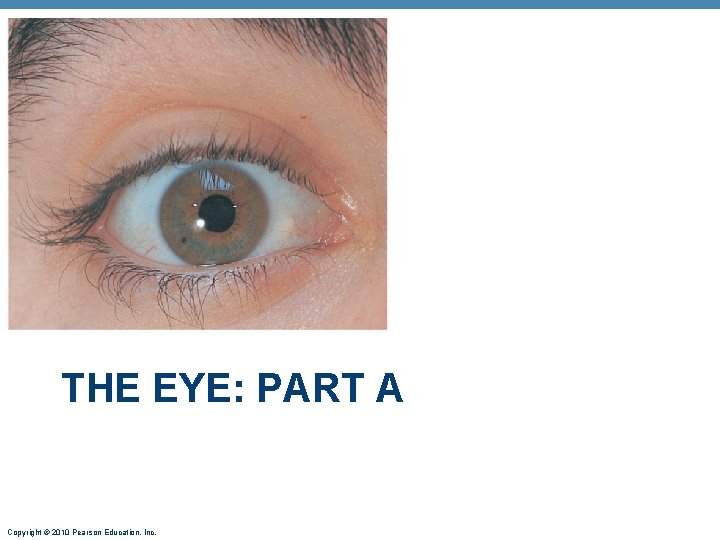 THE EYE: PART A Copyright © 2010 Pearson Education, Inc. 