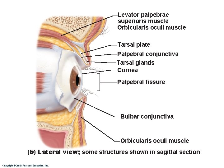 Levator palpebrae superioris muscle Orbicularis oculi muscle Tarsal plate Palpebral conjunctiva Tarsal glands Cornea