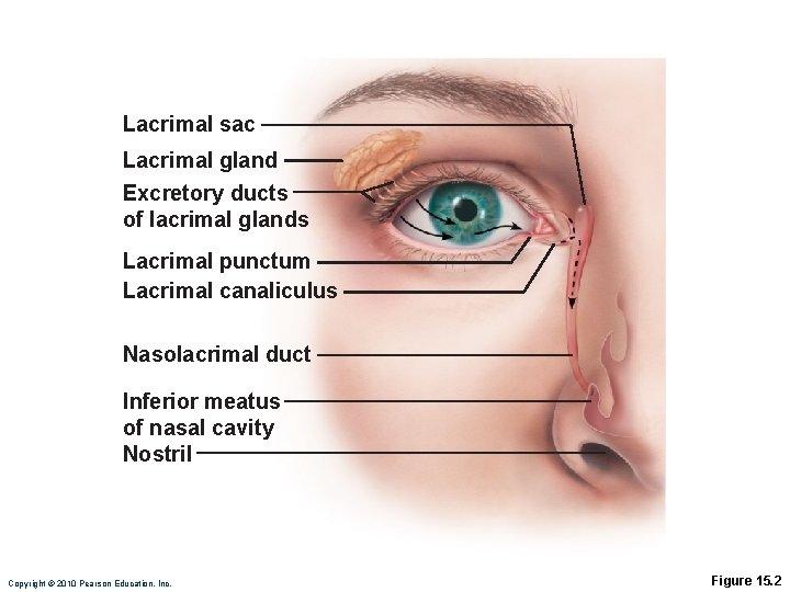 Lacrimal sac Lacrimal gland Excretory ducts of lacrimal glands Lacrimal punctum Lacrimal canaliculus Nasolacrimal