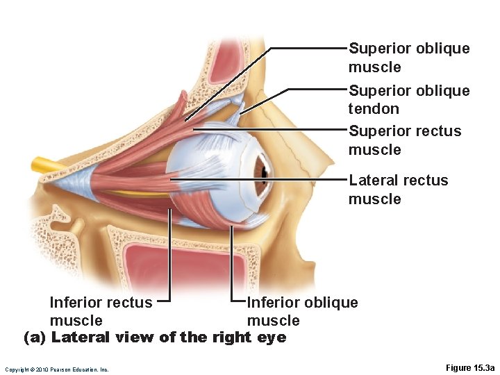 Superior oblique muscle Superior oblique tendon Superior rectus muscle Lateral rectus muscle Inferior rectus