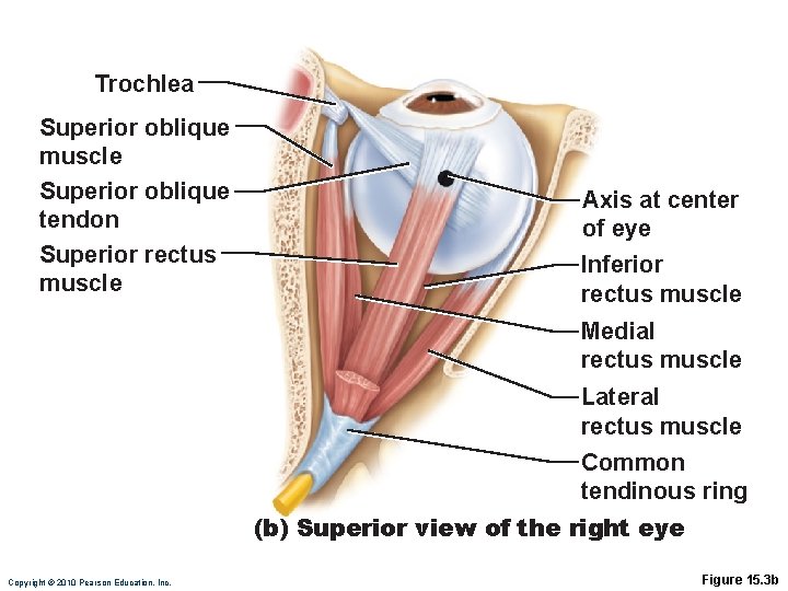 Trochlea Superior oblique muscle Superior oblique tendon Superior rectus muscle Axis at center of