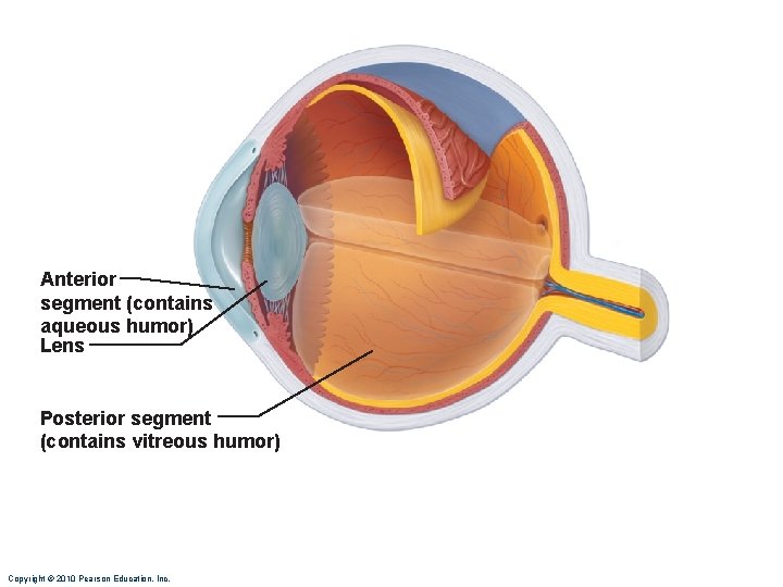 Anterior segment (contains aqueous humor) Lens Posterior segment (contains vitreous humor) Copyright © 2010