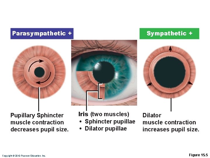 Parasympathetic + Pupillary Sphincter muscle contraction decreases pupil size. Copyright © 2010 Pearson Education,