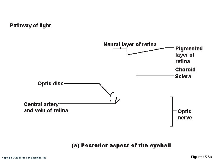 Pathway of light Neural layer of retina Pigmented layer of retina Choroid Sclera Optic