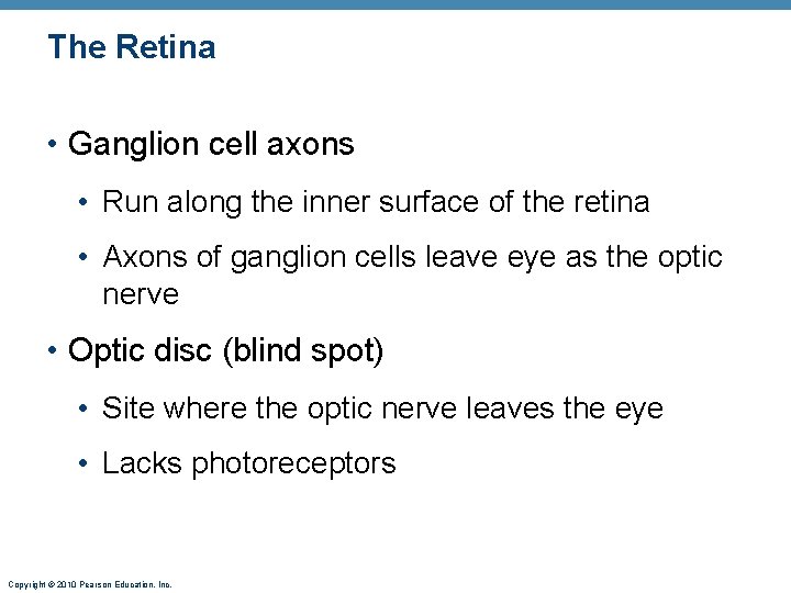 The Retina • Ganglion cell axons • Run along the inner surface of the