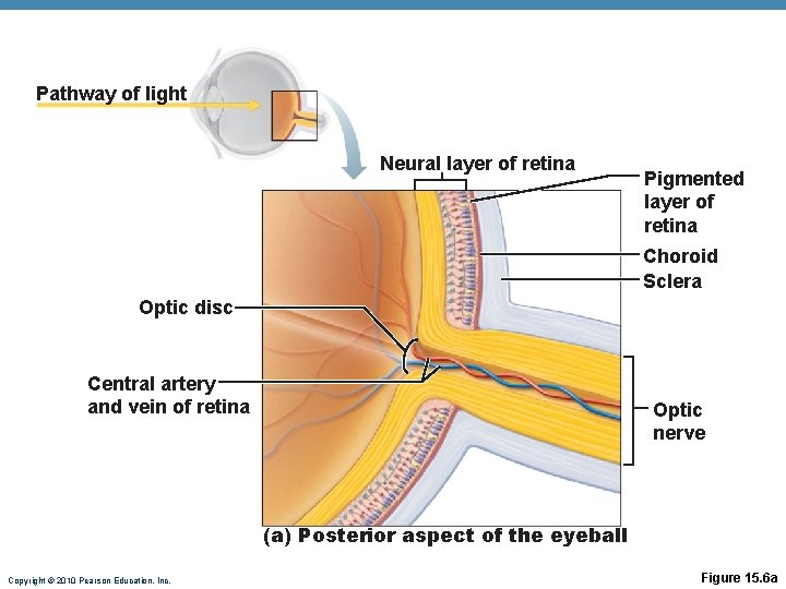 Pathway of light Neural layer of retina Pigmented layer of retina Choroid Sclera Optic