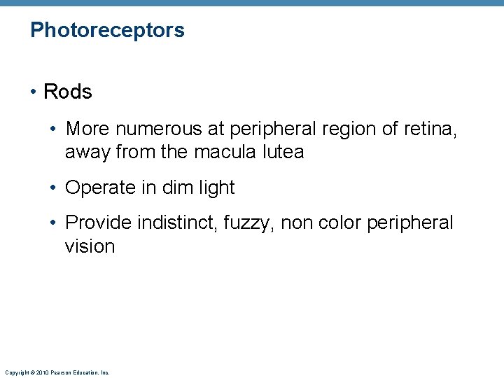 Photoreceptors • Rods • More numerous at peripheral region of retina, away from the
