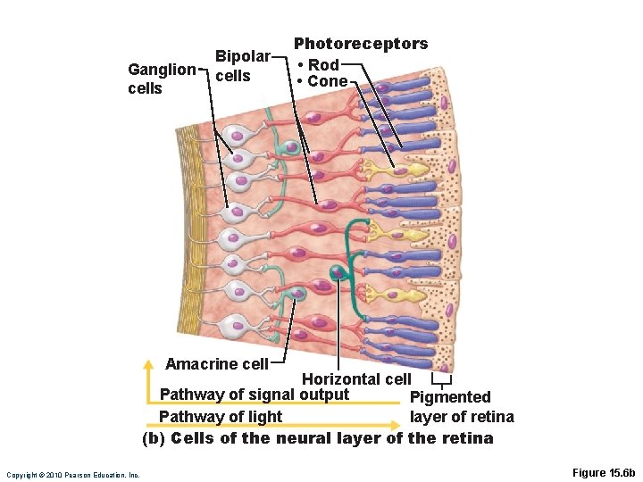 Ganglion cells Bipolar cells Photoreceptors • Rod • Cone Amacrine cell Horizontal cell Pathway