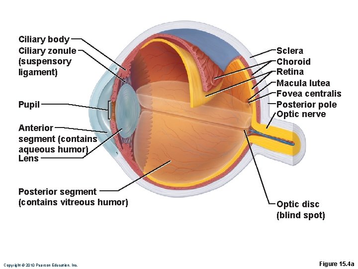Ciliary body Ciliary zonule (suspensory ligament) Pupil Sclera Choroid Retina Macula lutea Fovea centralis