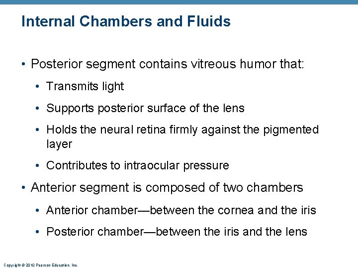 Internal Chambers and Fluids • Posterior segment contains vitreous humor that: • Transmits light