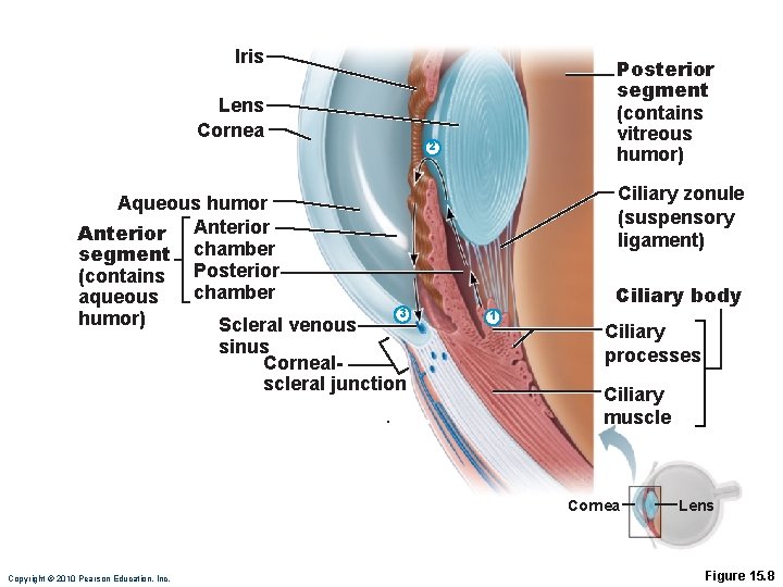 Iris Lens Cornea Aqueous humor Anterior segment chamber (contains Posterior chamber aqueous 3 humor)