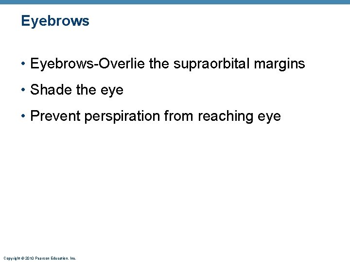 Eyebrows • Eyebrows-Overlie the supraorbital margins • Shade the eye • Prevent perspiration from