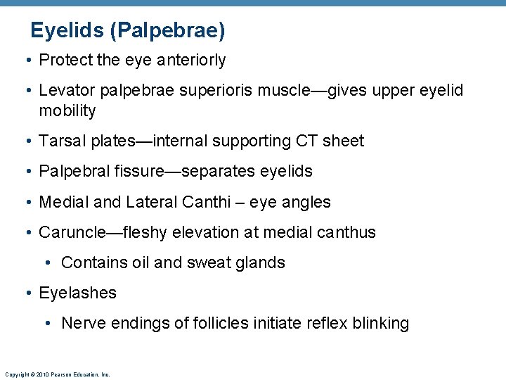 Eyelids (Palpebrae) • Protect the eye anteriorly • Levator palpebrae superioris muscle—gives upper eyelid