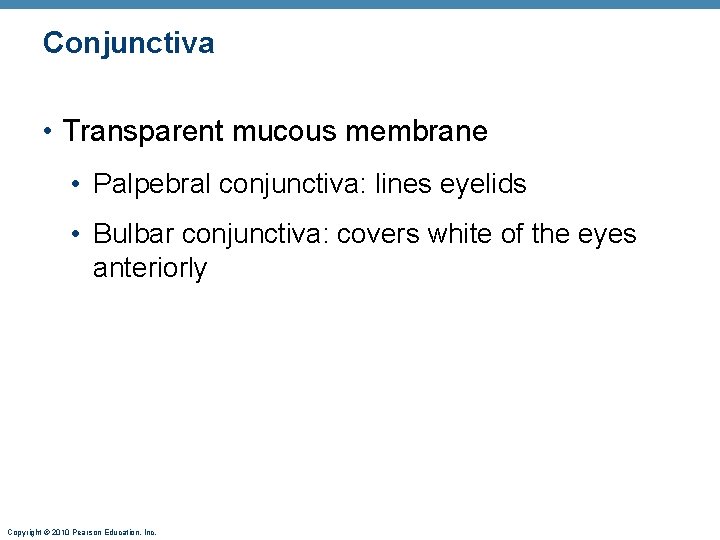 Conjunctiva • Transparent mucous membrane • Palpebral conjunctiva: lines eyelids • Bulbar conjunctiva: covers