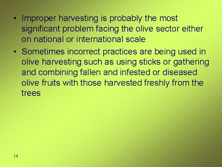  • Improper harvesting is probably the most significant problem facing the olive sector