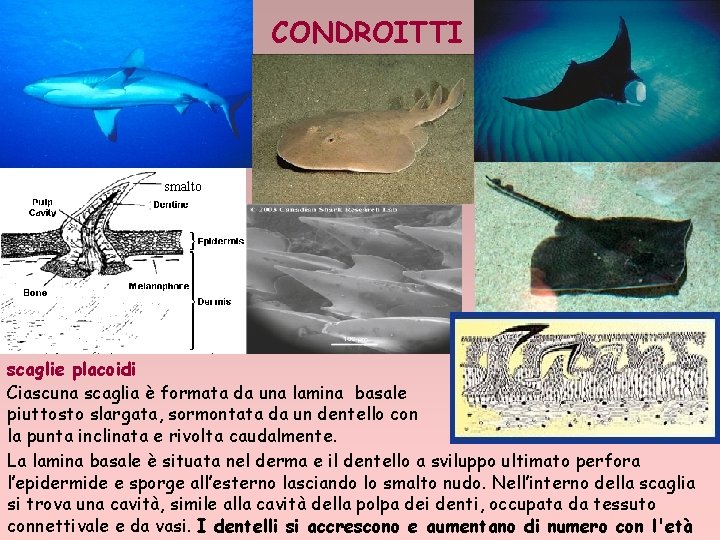 CONDROITTI smalto scaglie placoidi Ciascuna scaglia è formata da una lamina basale piuttosto slargata,